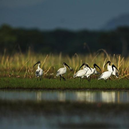 Wetlandcamp บ้านชายเล Phatthalung Esterno foto