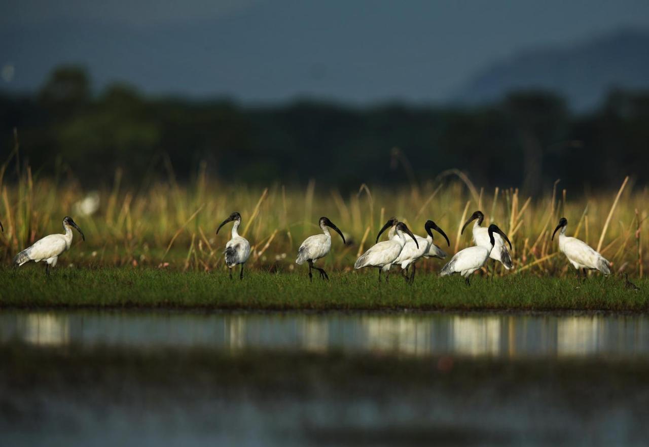 Wetlandcamp บ้านชายเล Phatthalung Esterno foto